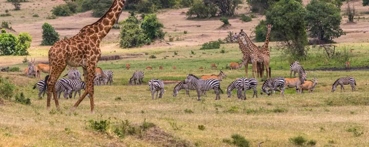 Sophie Jaffes familiesafari in Kenia