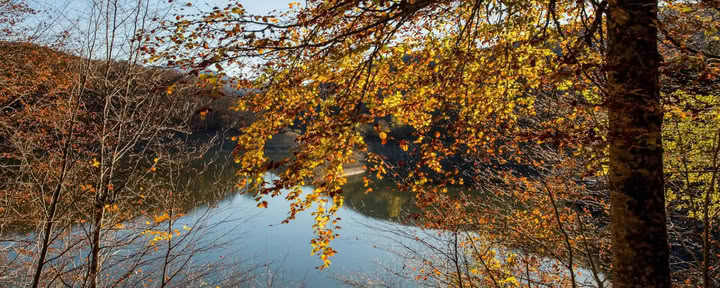 Bosbaden (Shinrin Yoku) & Yogaretreat