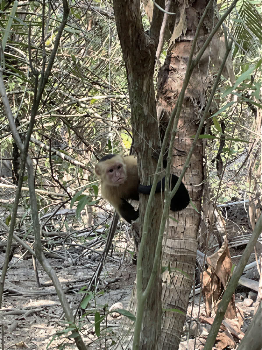Avontuurlijk natuurretraite - Costa Rica