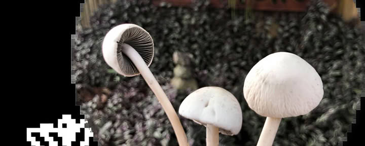 Psilocybine paddenstoelenceremonies