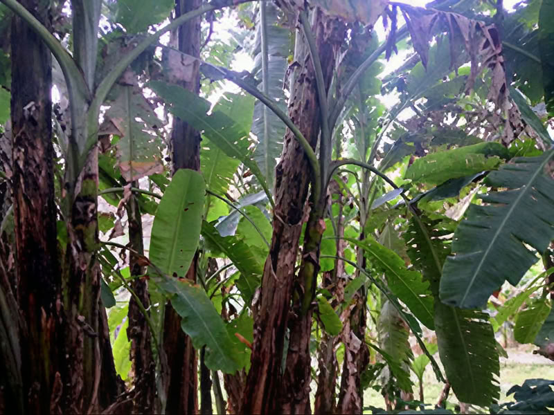 Klankheling