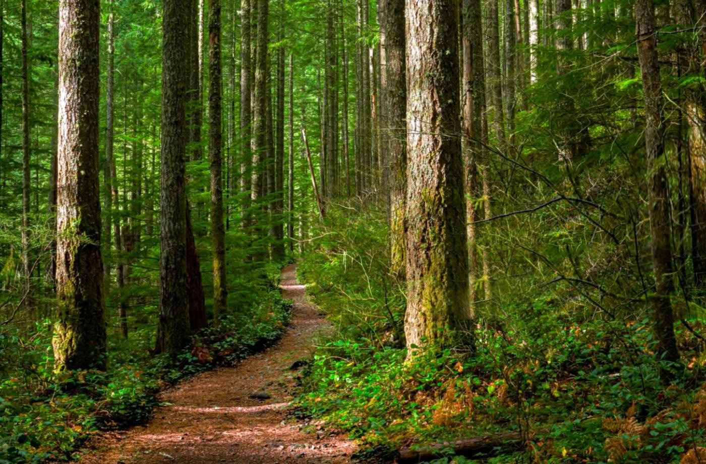 Mindful Buitengids Certificering, Niveau 2: Afstemmen op de Natuur