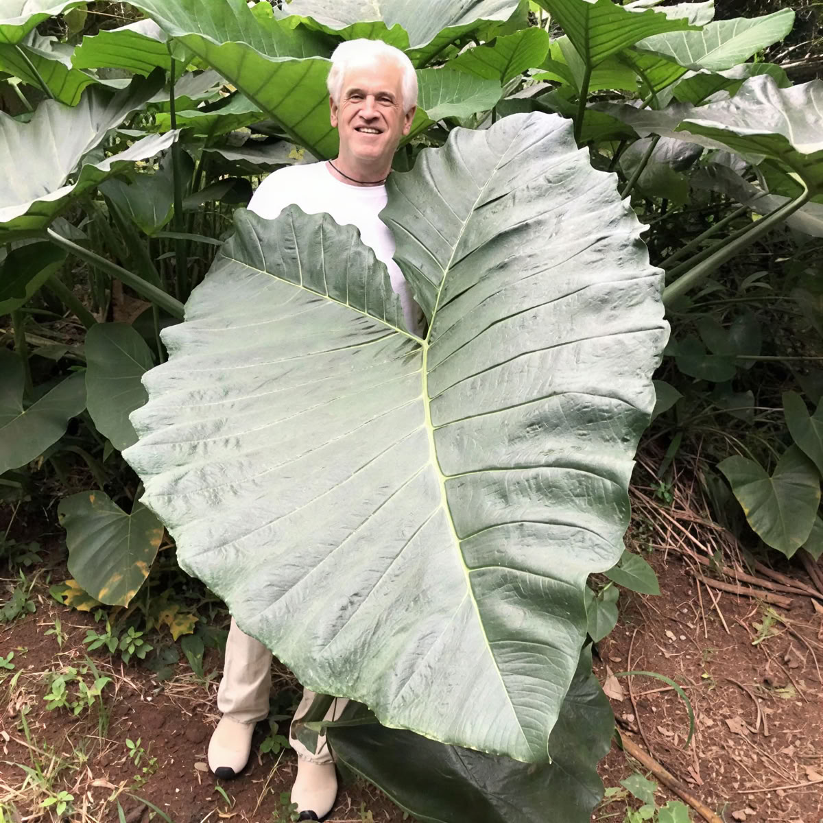 Heilige Tuin Kwekerijtour