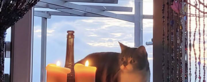Privésessie ayahuasca
