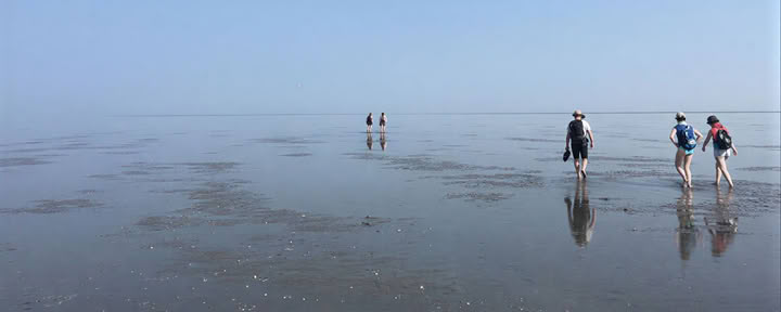 Werkretreat (met Wadwandeling)