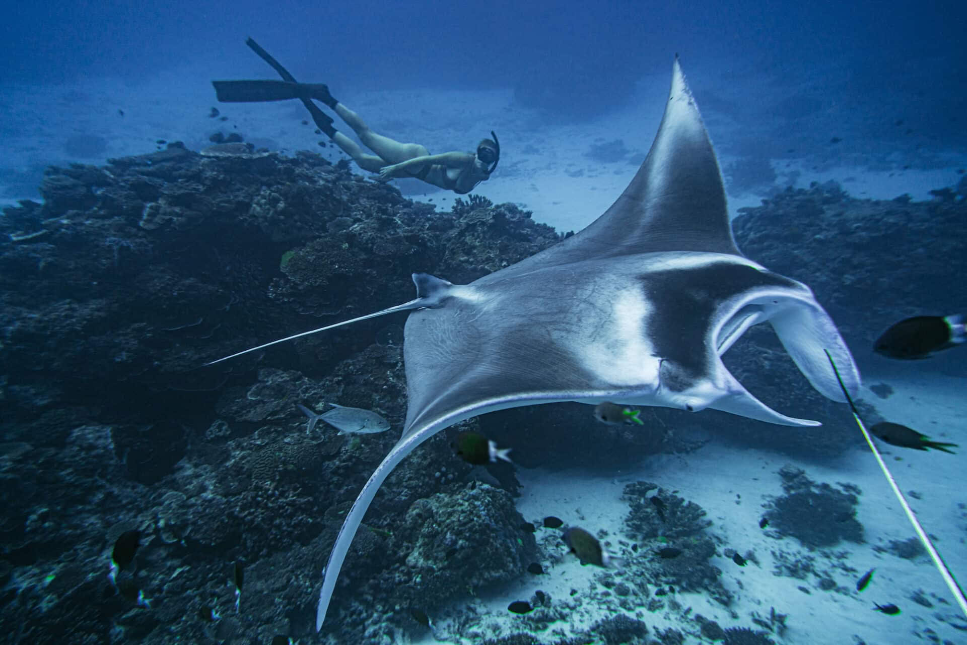 Lady Elliot Island Freediving & Alleen voor Breathless-instructeurs