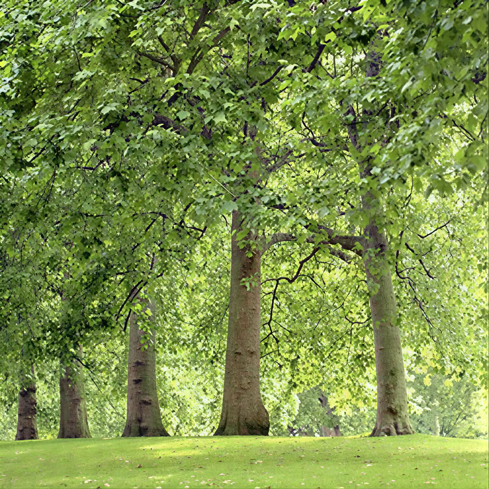 Mindfulness Boservaring 🌳