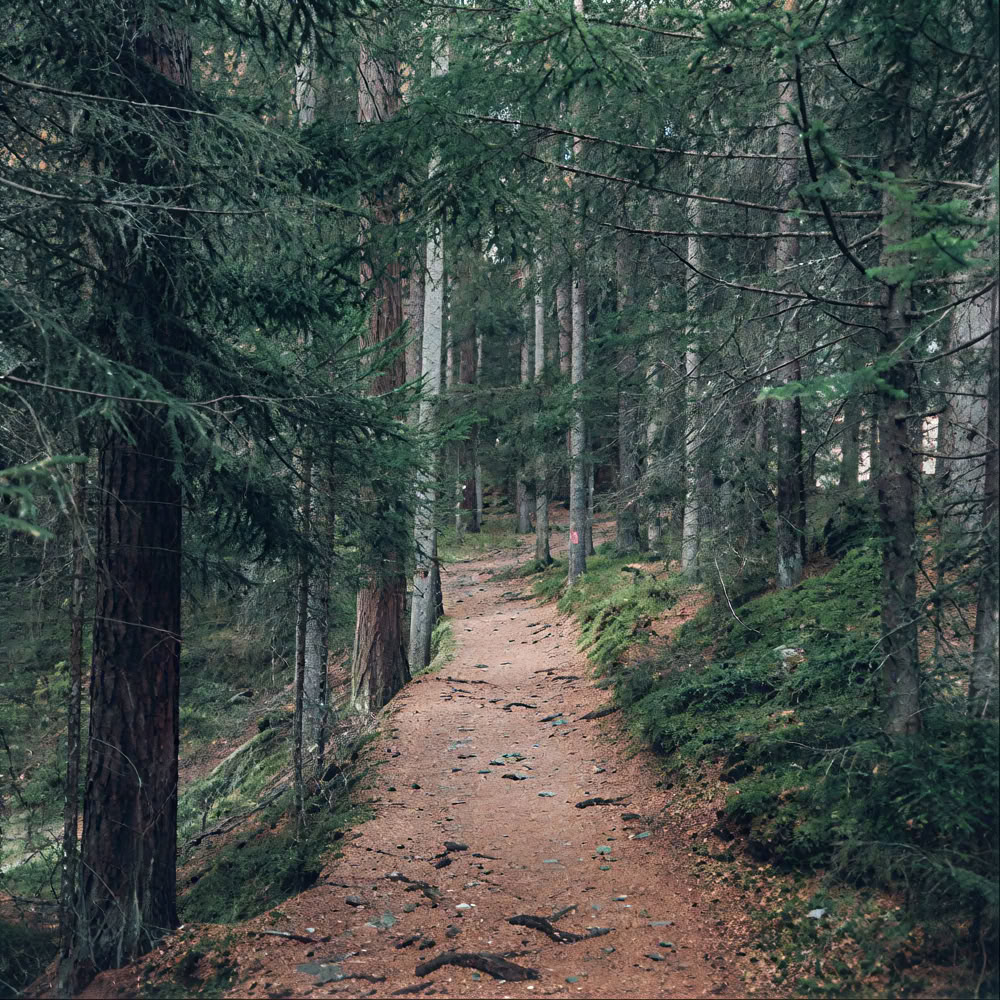 Mindfulness Boservaring 🌳