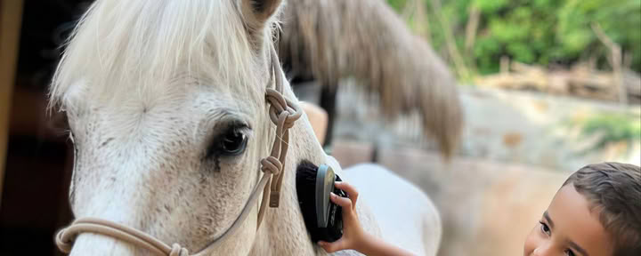 Paardenexcursie voor kinderen