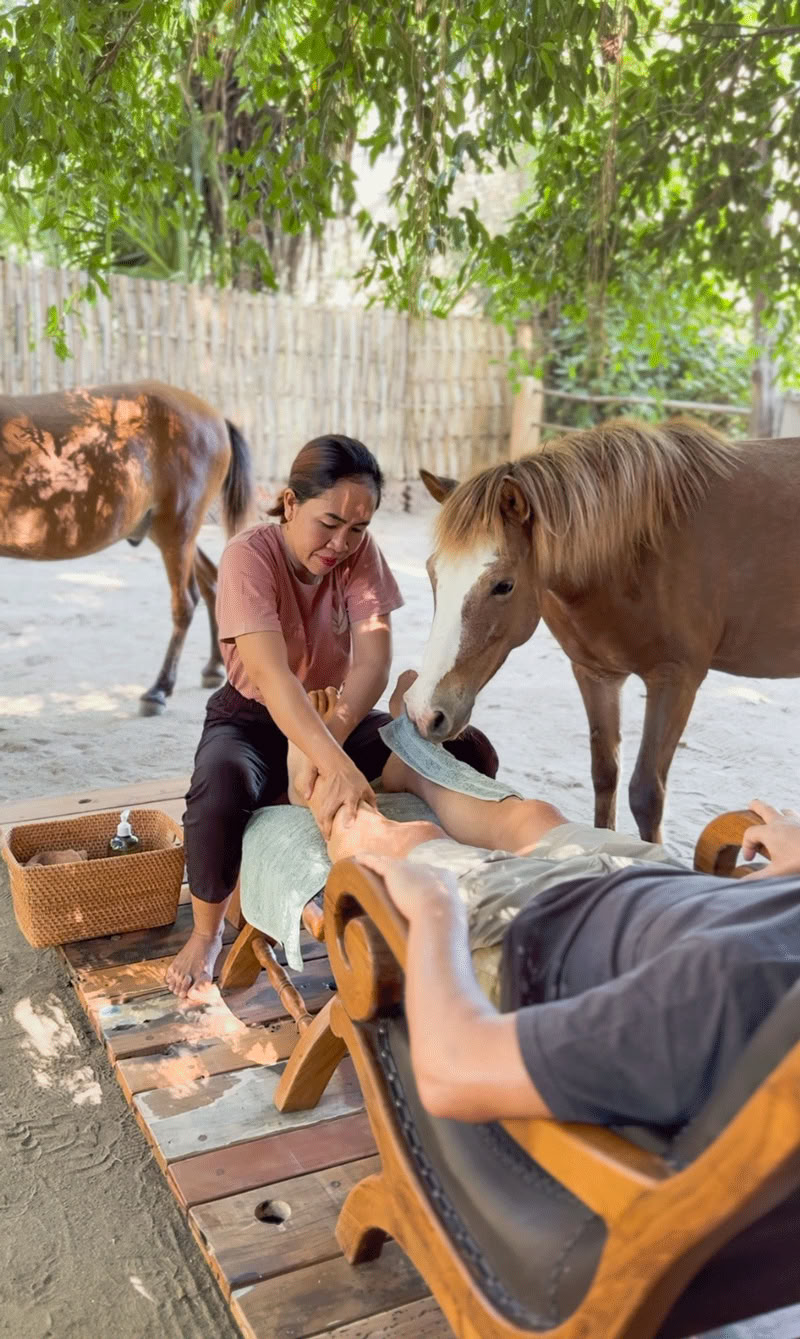 Paardenwandeling