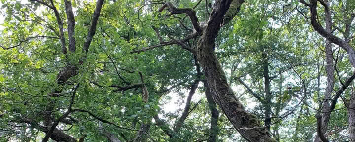 Aarde Solo 24-uurs Vision Quest in het bos – 11 tot 13 september 2026