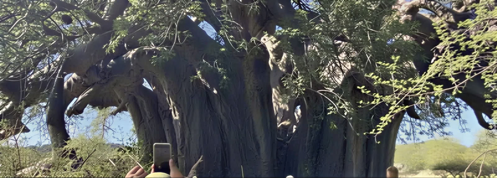 Begeleide rondleiding bij de Baobab