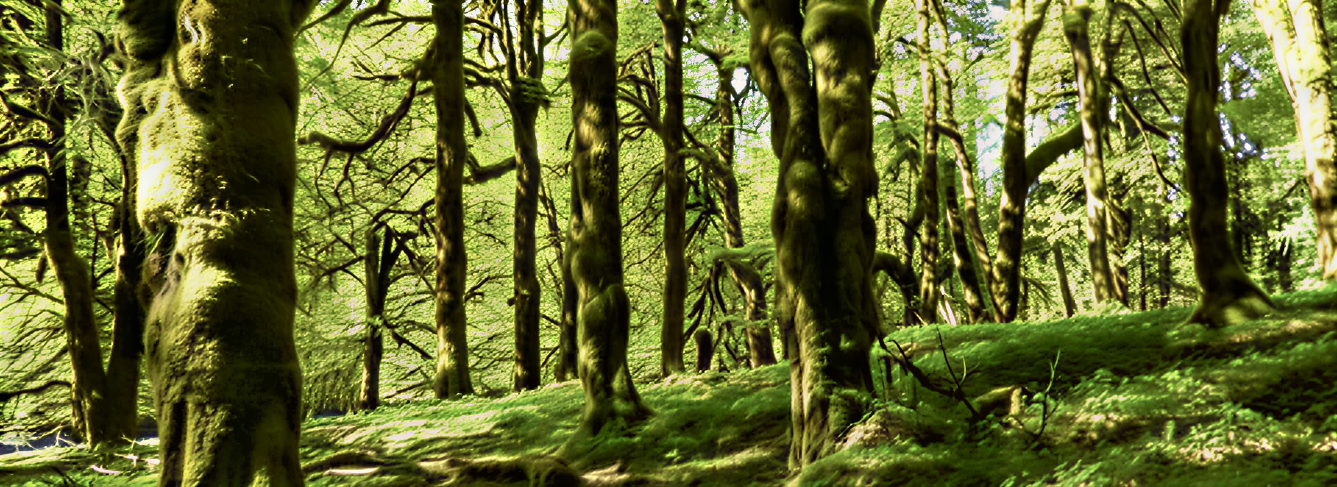 Yoga-, meditatie- en wandeltocht op Mt. Rainier