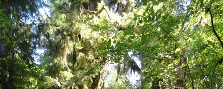 Wandeling over het Cascades Old Sauk-pad