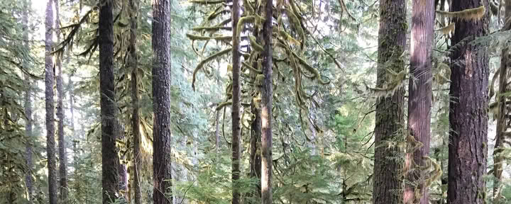Aldermarsh: Yoga- en meditatieretraite in Washington State