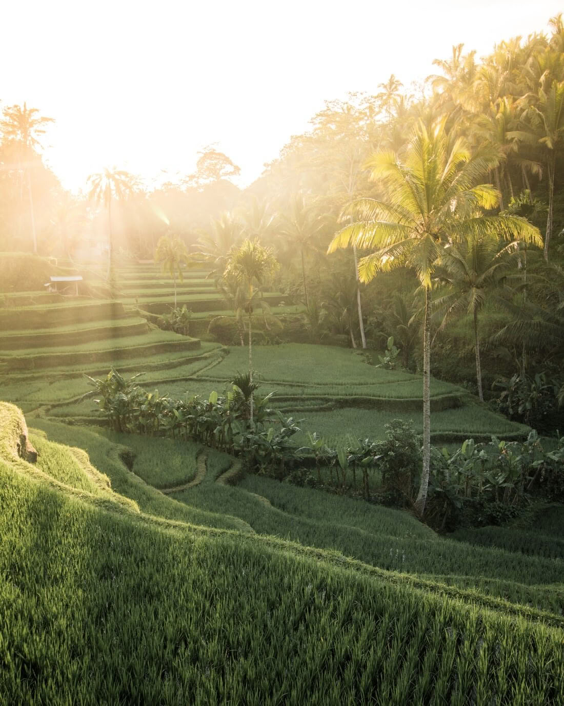 Het geïntegreerde pad: 6-daagse yogaretreat in Koh Samui, Thailand