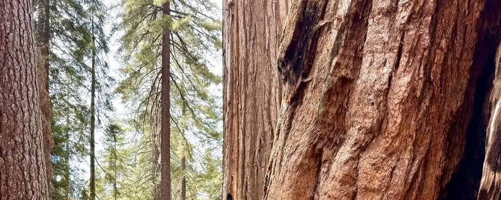 De Magie van Sequoia Ontdekken