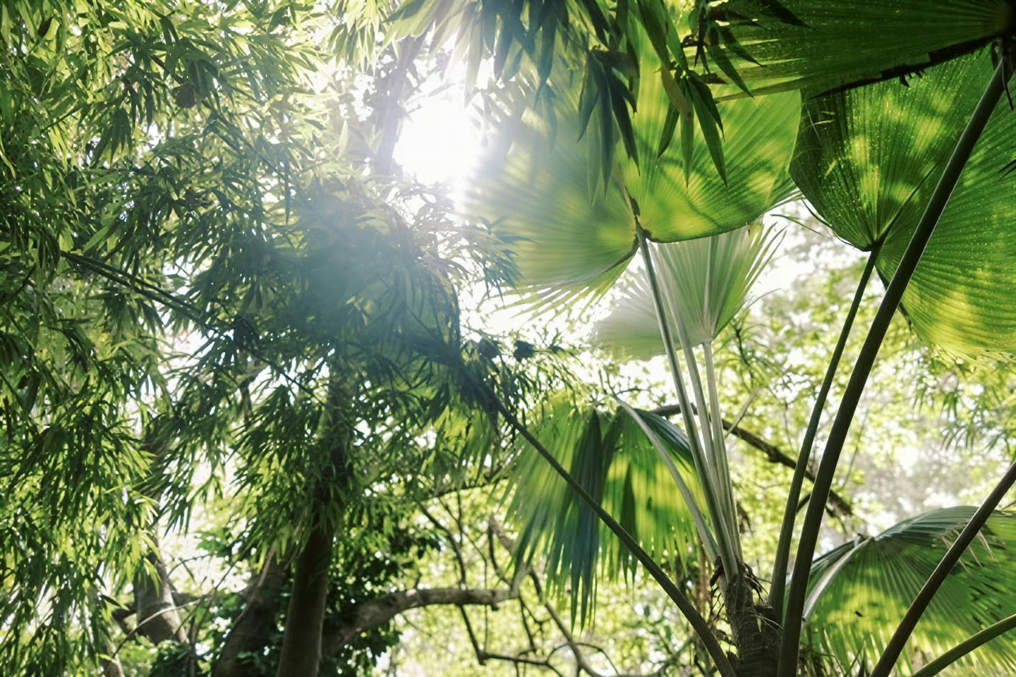 Privétocht door het nevelwoud - Pantropical Trail (1,5 uur)