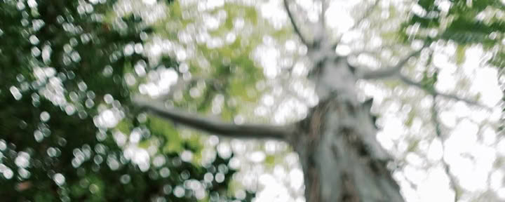 Bosbaden-ervaring (Shinrin-Yoku): Een begeleide reis van rust en welzijn
