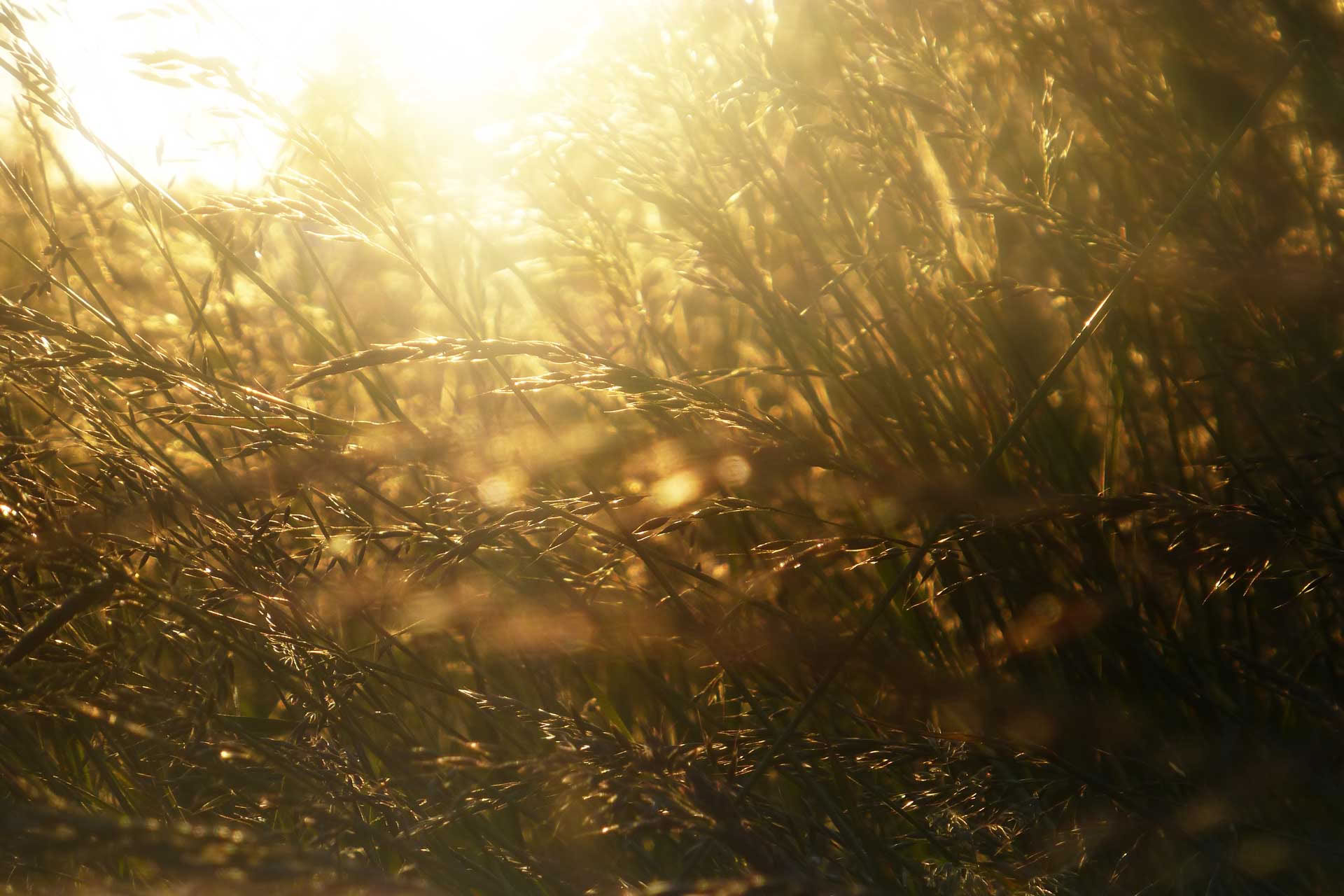 Midzomer Zonnestraal Voedings- en Yogaretreat