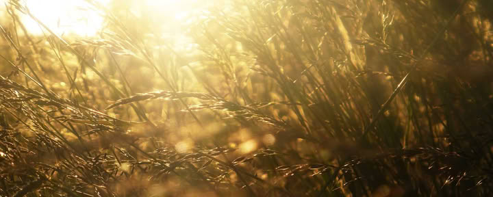 Midzomer Zonnestraal Voedings- en Yogaretreat