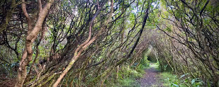 Wandeltocht door het regenwoud