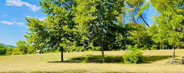 Geworteld in de natuur: een yoga- en qigongretreat onder de bomen