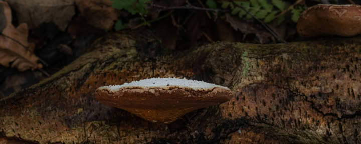 Wild weekend – geneeskrachtige paddenstoelen