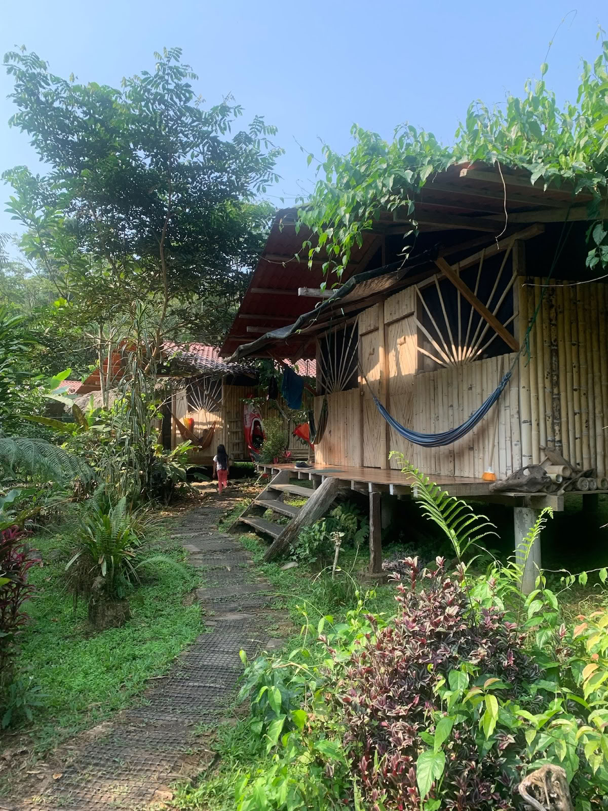 Veer Kroon Ayahuasca Ecuador