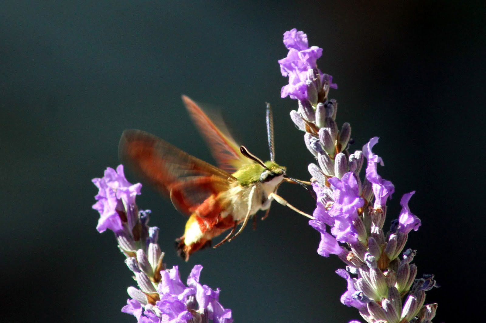 Opnieuw Verbinden met de Natuur