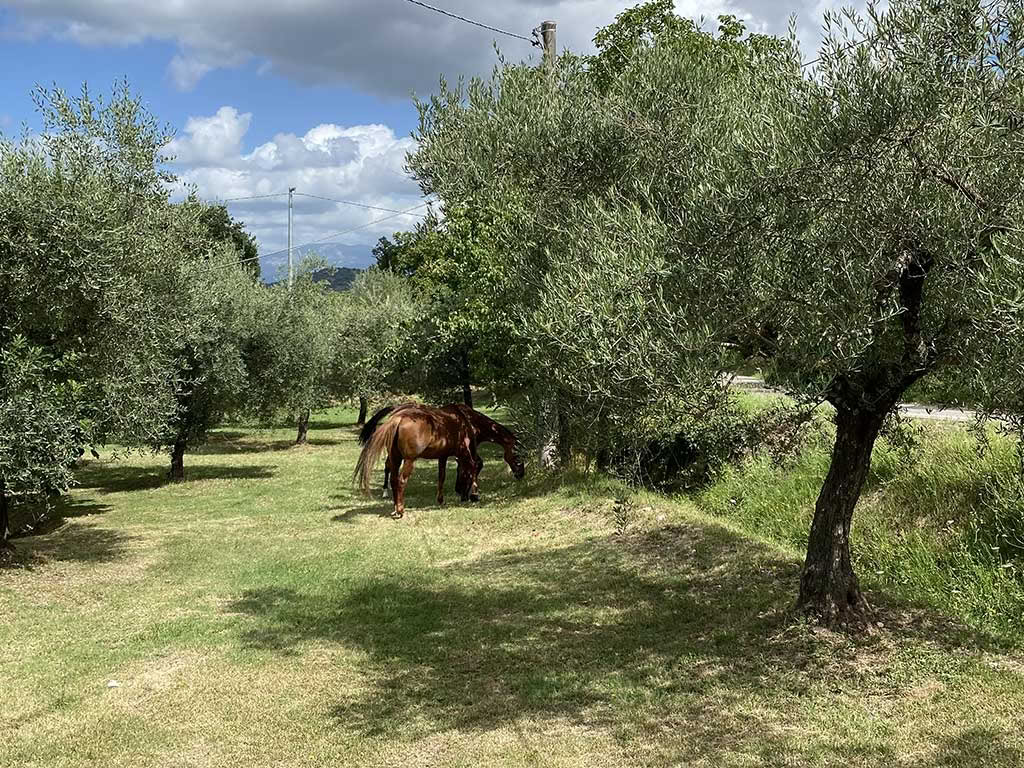 Yoga in Ciociaria