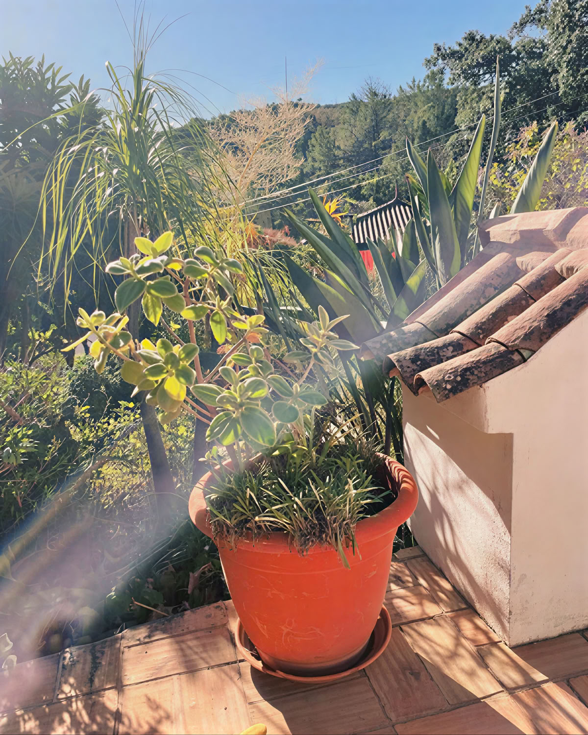 Sapdetox- en yogaretreat Moinhos Velhos