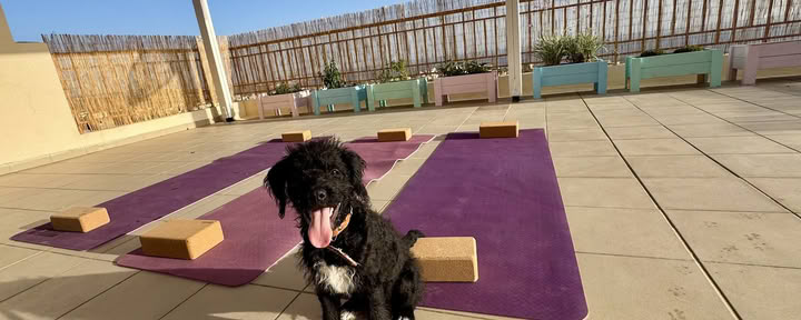 Puppy Yoga-retraite