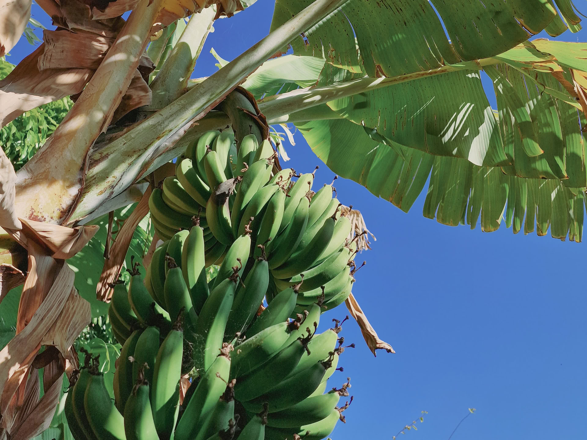 Finca Putumayo