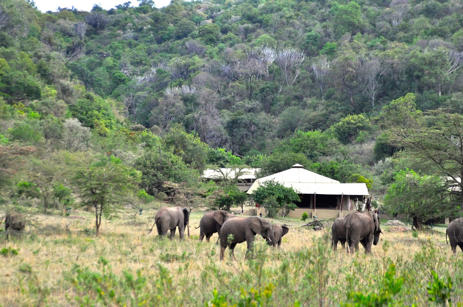 Safari en yoga