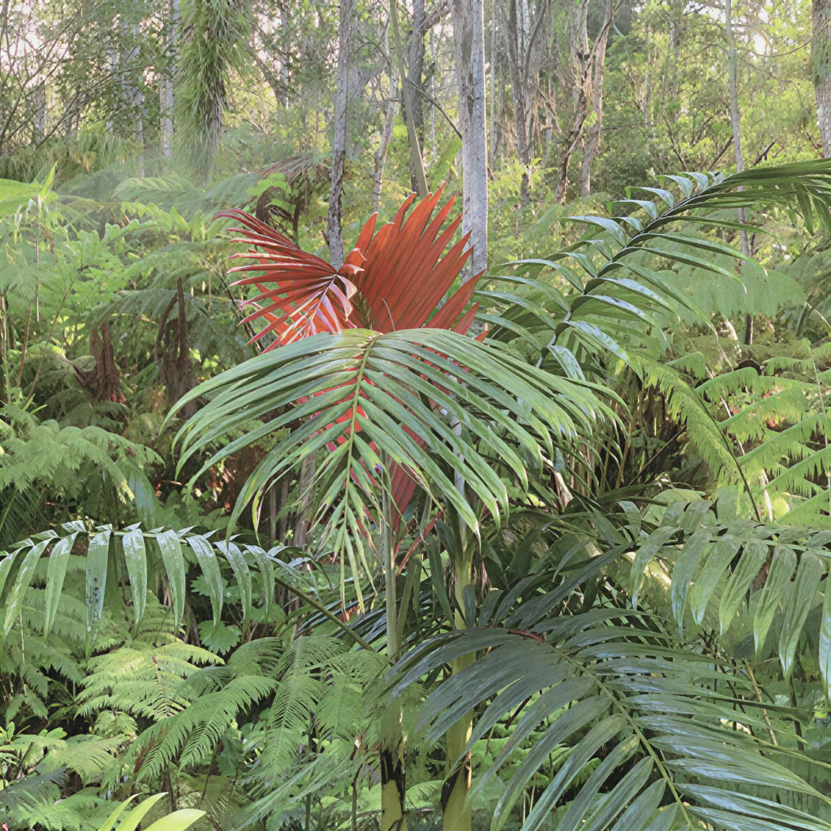 Kona Cloud Forest Heiligdom