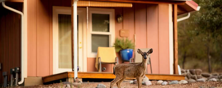 Deluxe Shanti Cabins